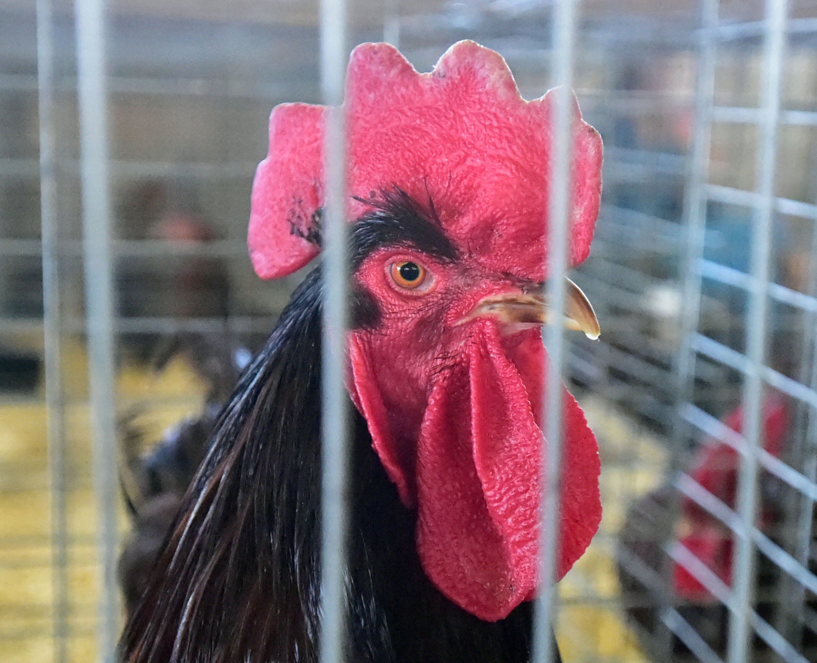 Washington County Fair